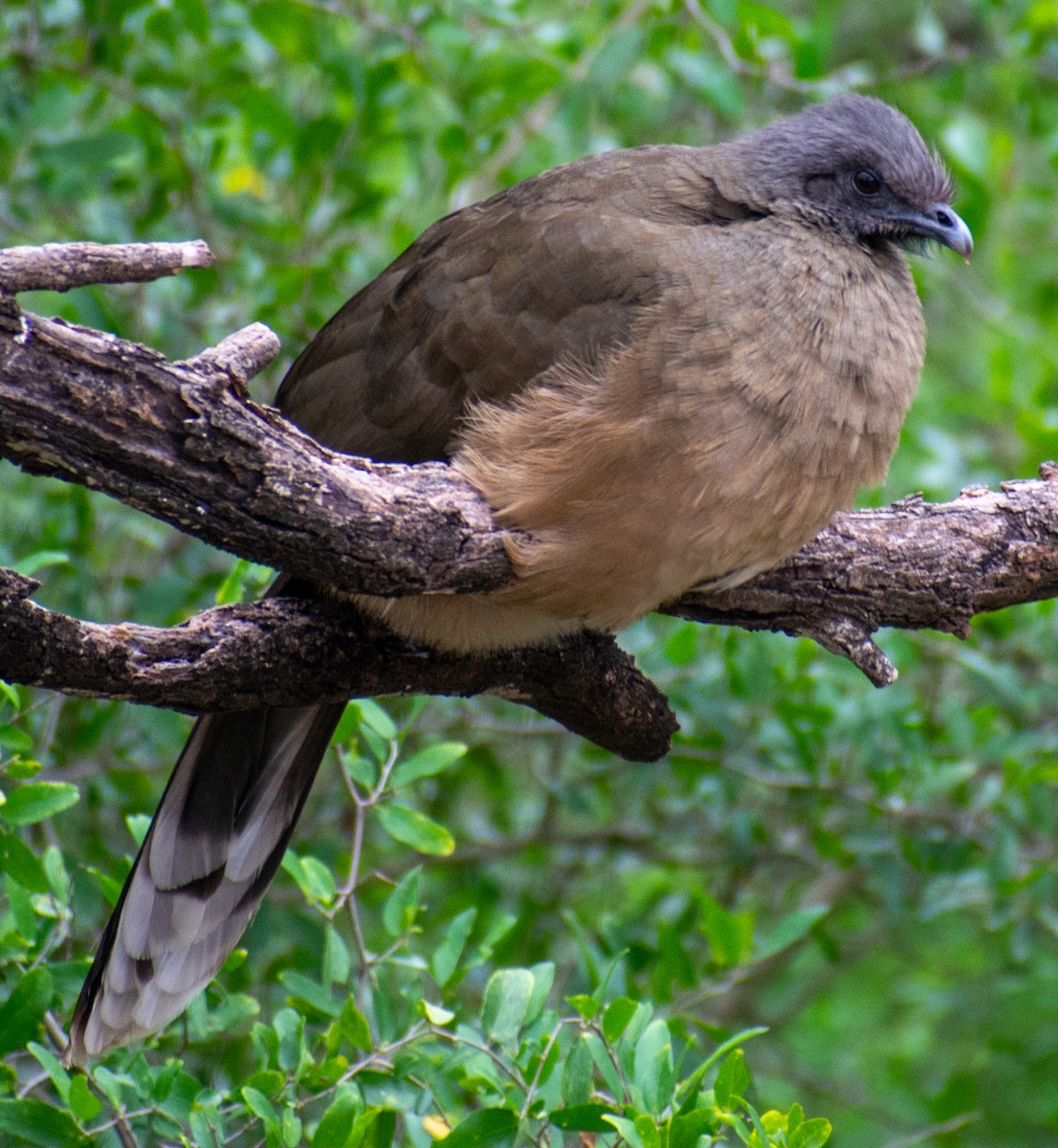 Chachalaca Norteña - ML646312589