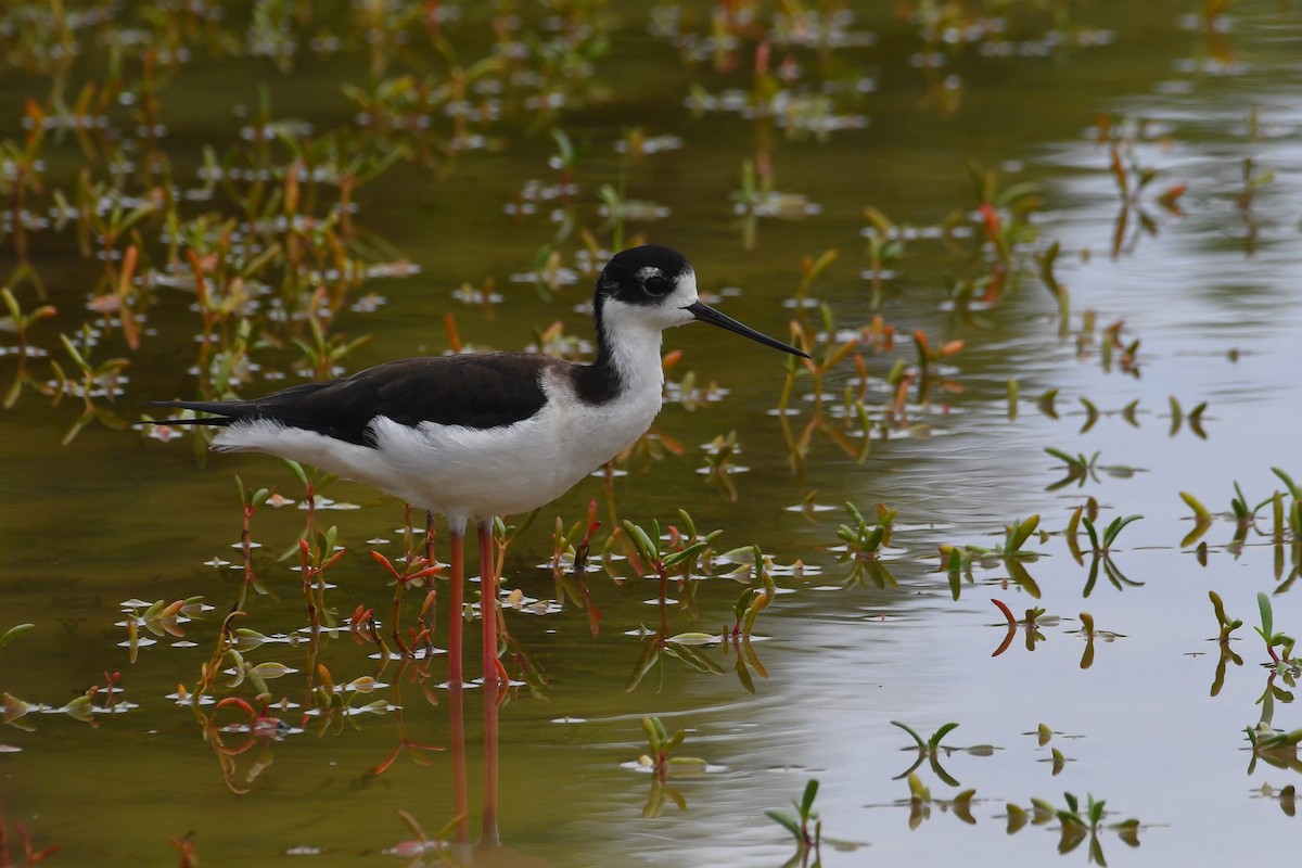 Cigüeñuela Cuellinegra - ML646312591