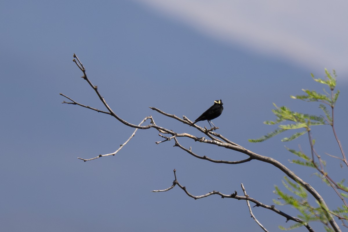 Viudita Picoplata - ML646312592