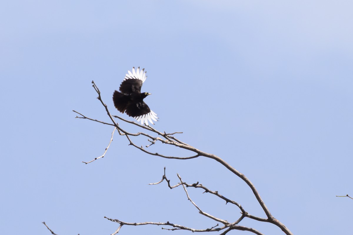 Viudita Picoplata - ML646312593