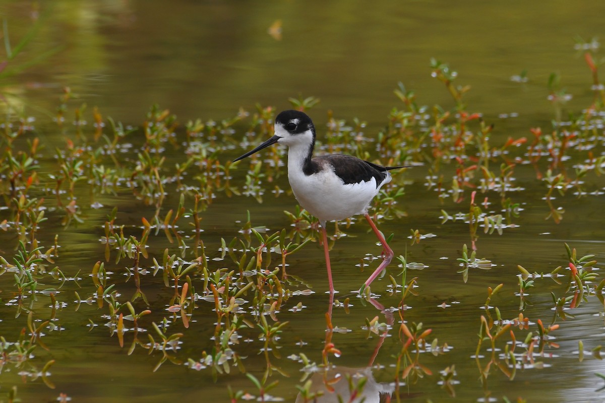 Cigüeñuela Cuellinegra - ML646312594