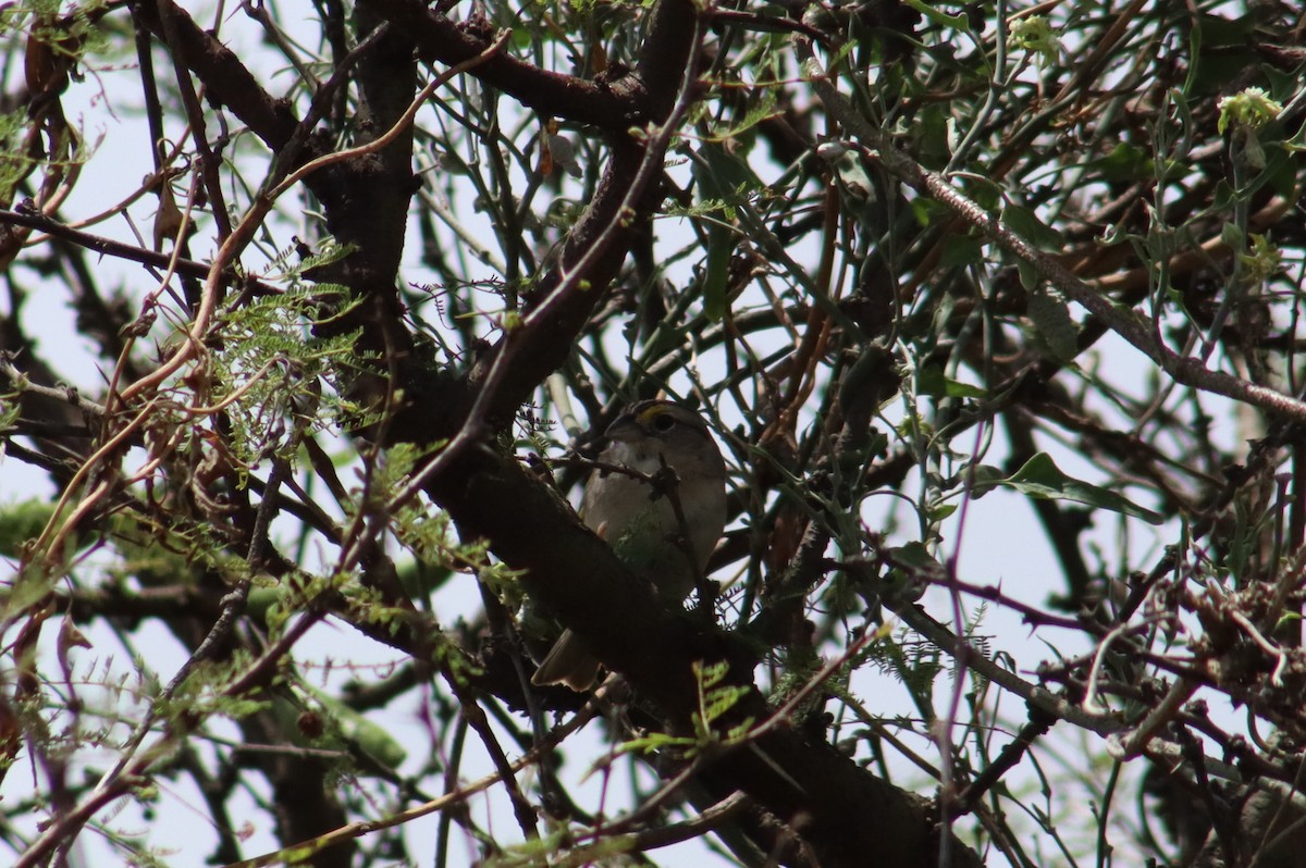 Chingolo Pajonalero - ML646312595