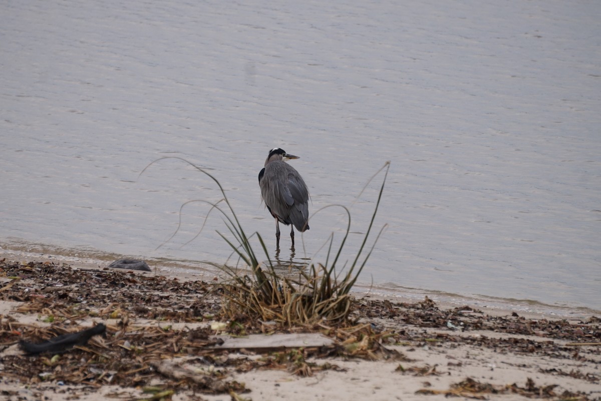 Garza Azulada - ML646312596