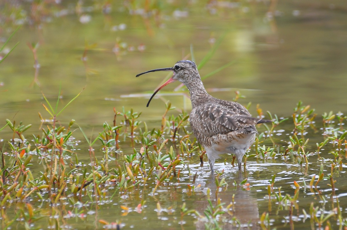 Zarapito Trinador Americano - ML646312597