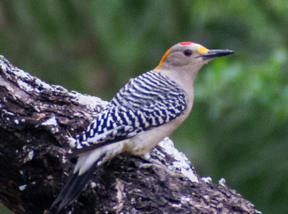 Carpintero Frentidorado - ML646312598
