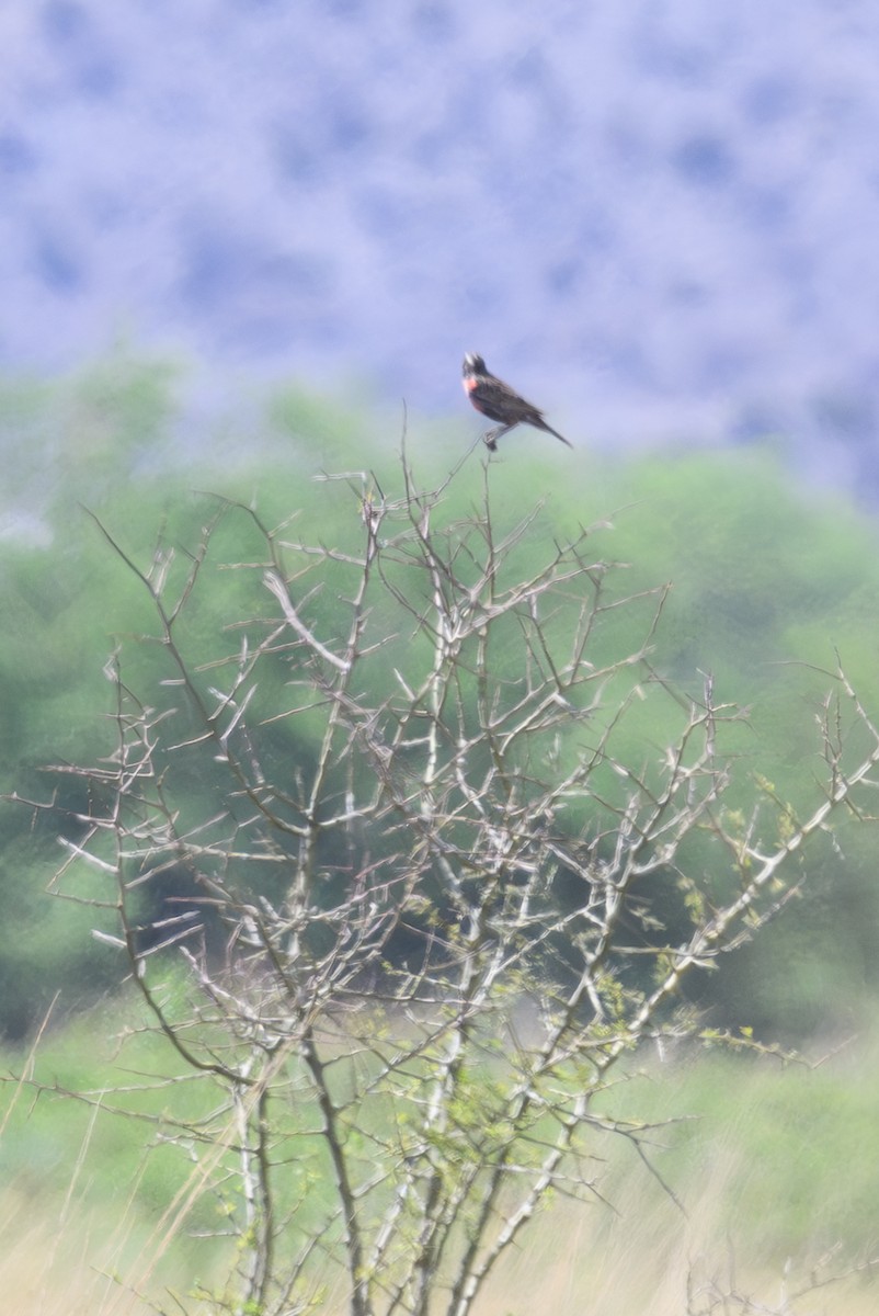 Loica Común - ML646312599