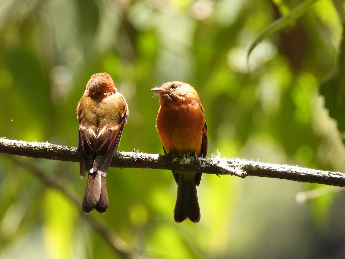 Birro Chico - ML646312600