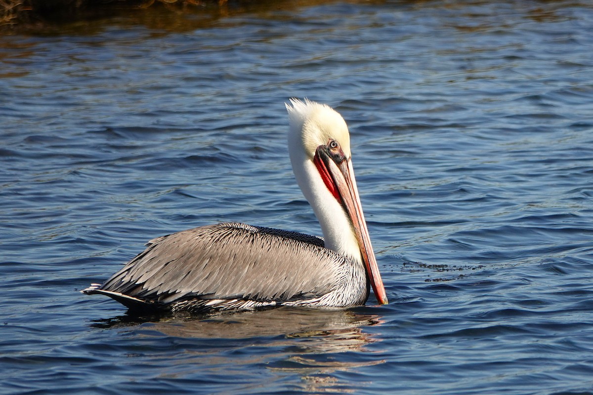 Pelícano Norteamericano - ML646312603