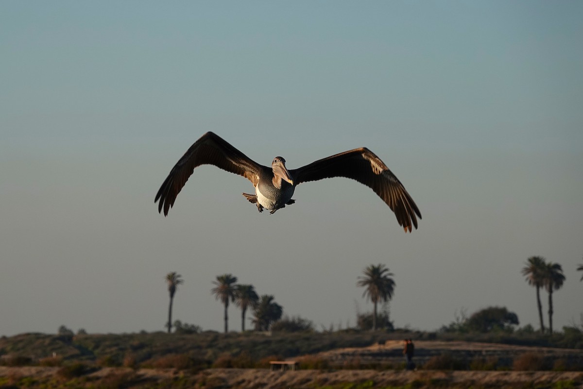 Pelícano Norteamericano - ML646312604