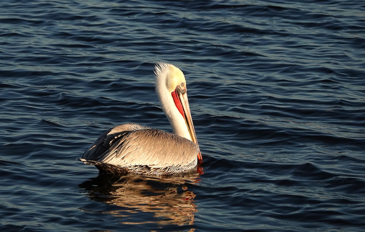 Pelícano Norteamericano - ML646312605
