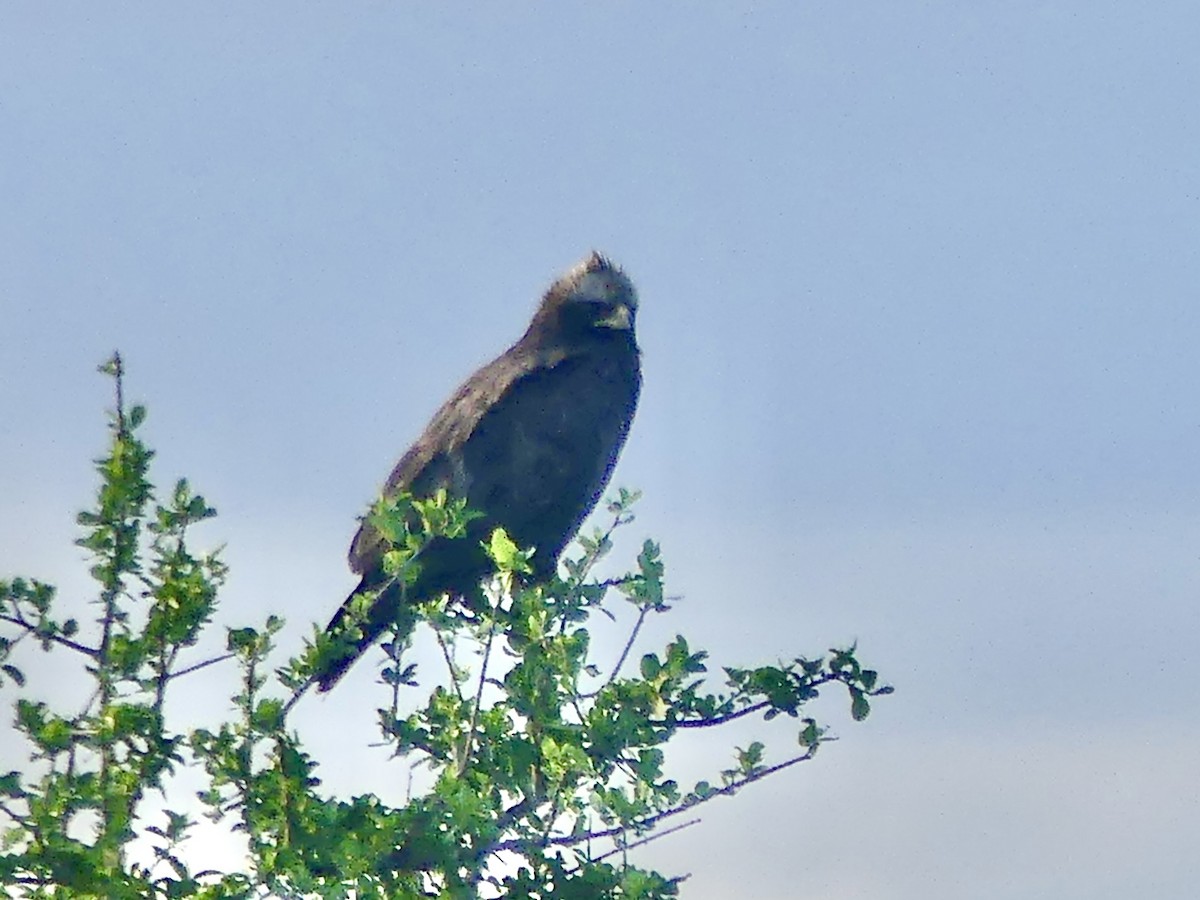 Águila de Wahlberg - ML646312606