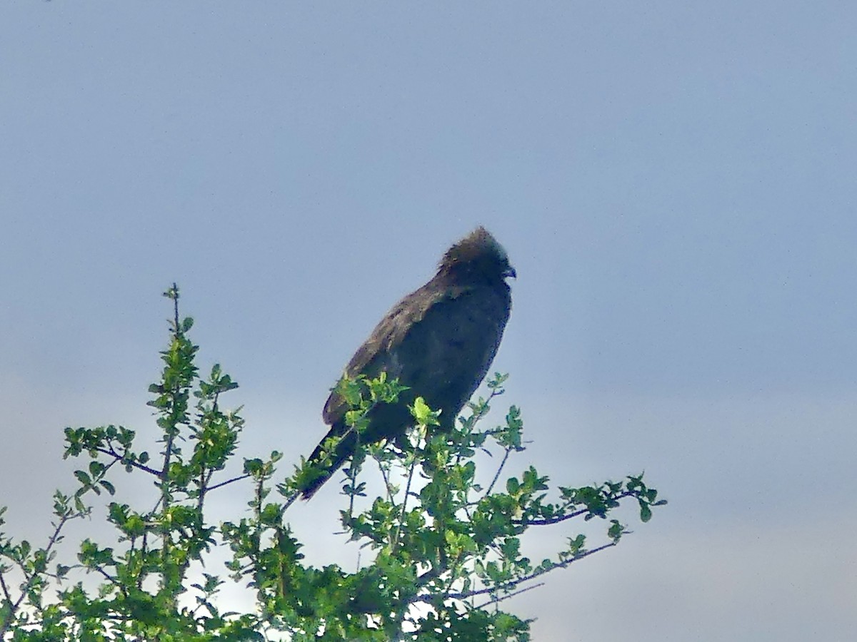 Águila de Wahlberg - ML646312607