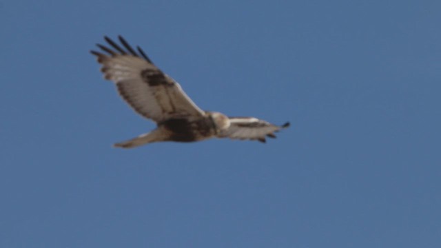 Poiana calzata - ML646312608