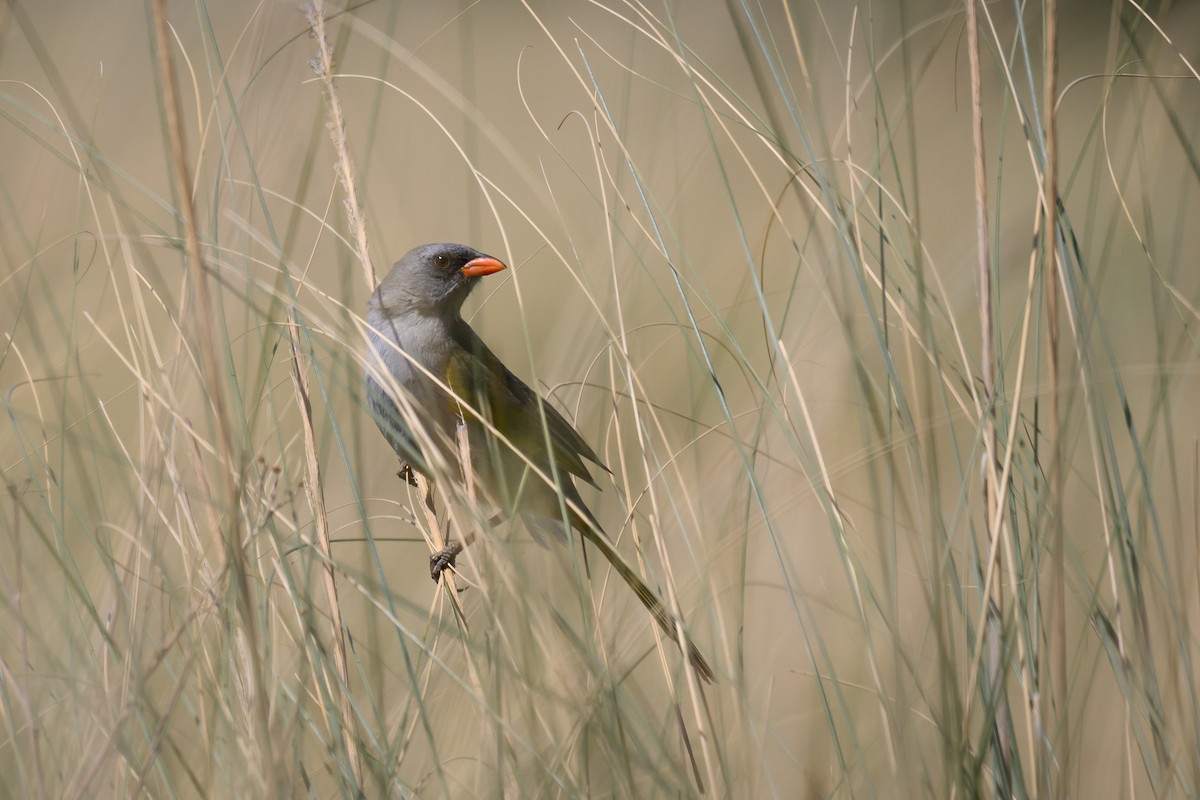 Coludo Verdón - ML646312609