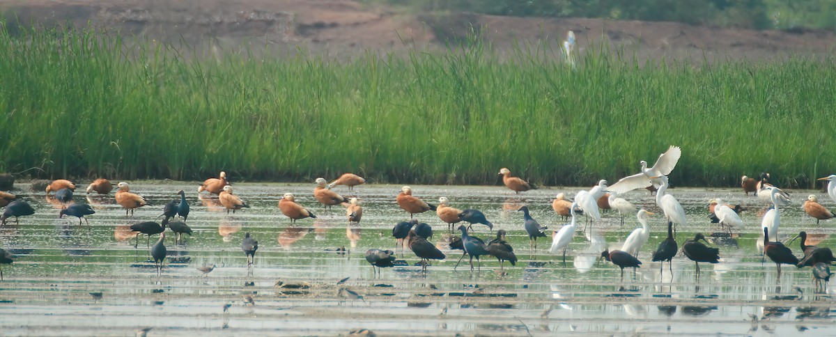 Tarro Canelo - ML646312610