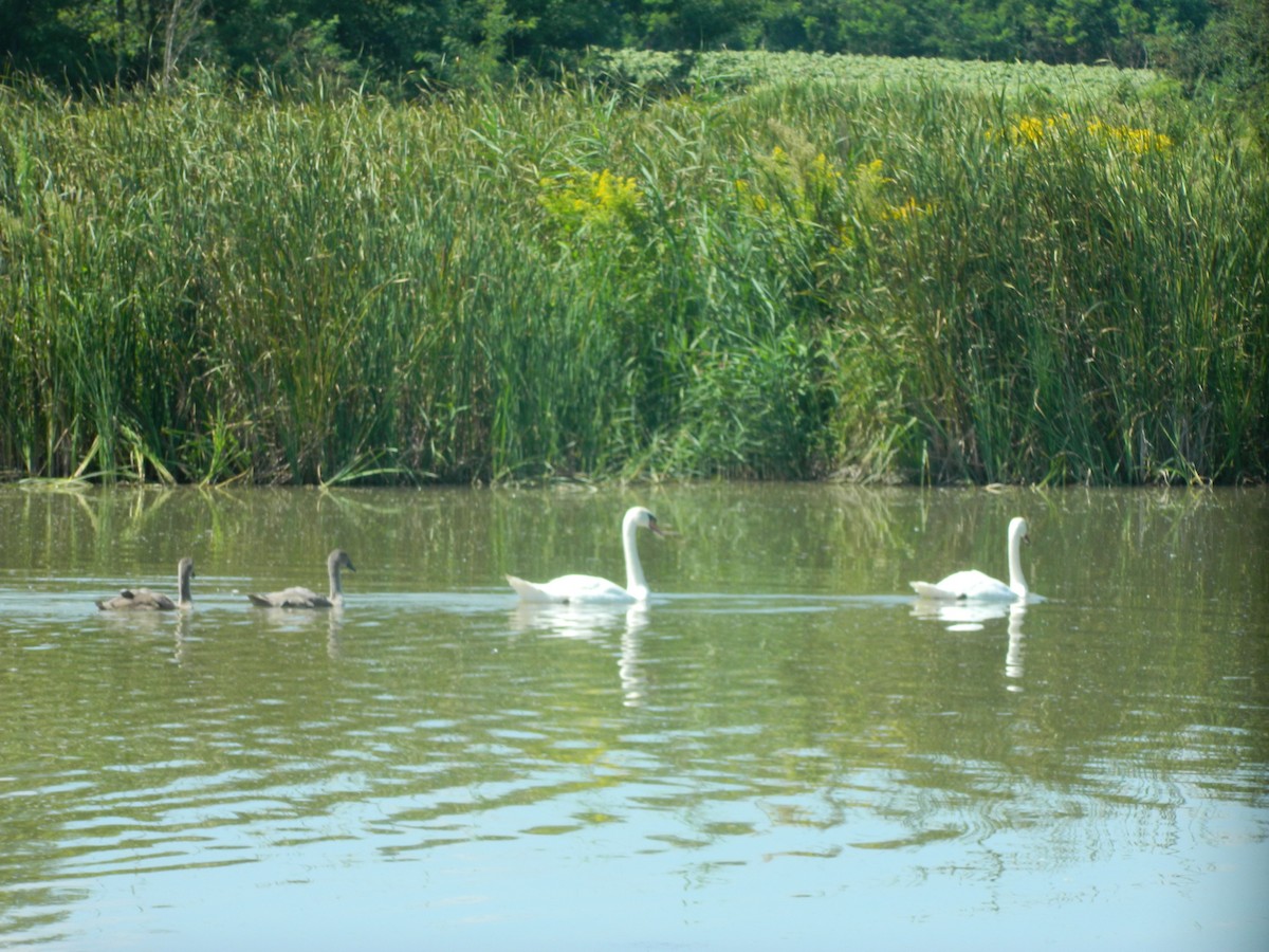 Cisne Vulgar - ML646312611