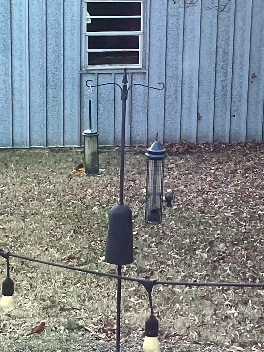 Turpial de Baltimore - ML646312612