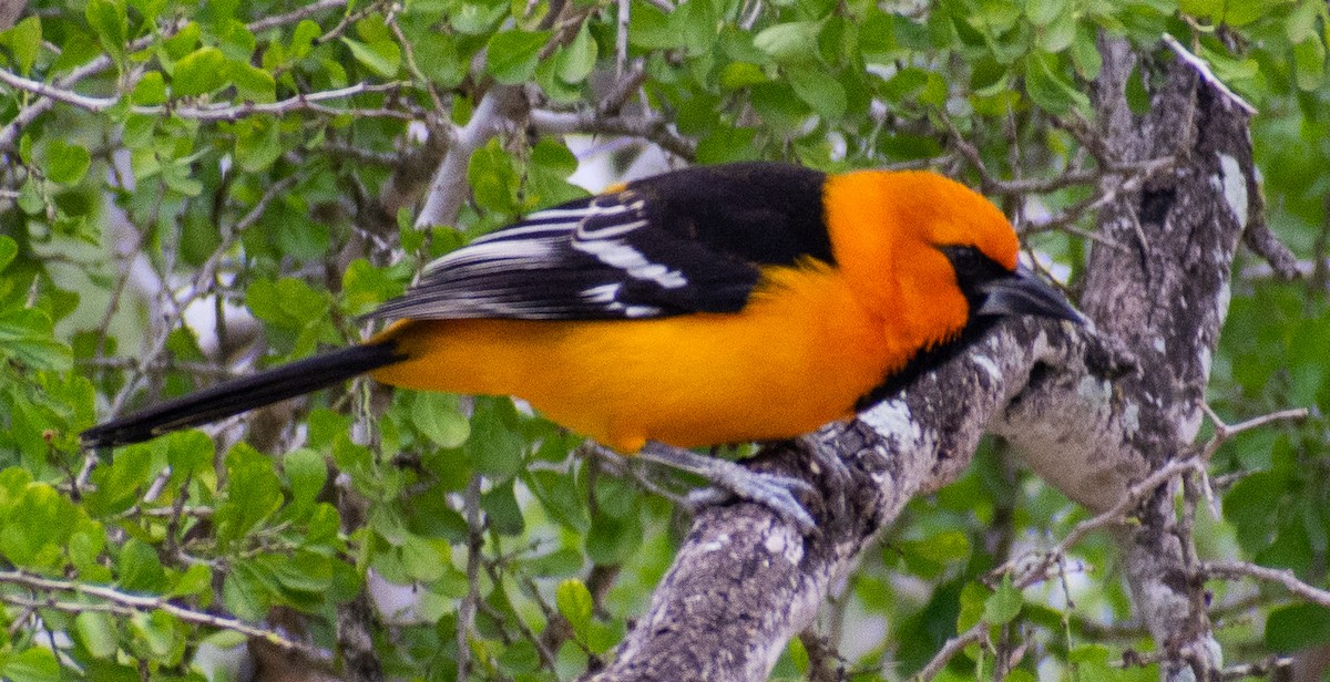 Altamira Oriole - ML646312615