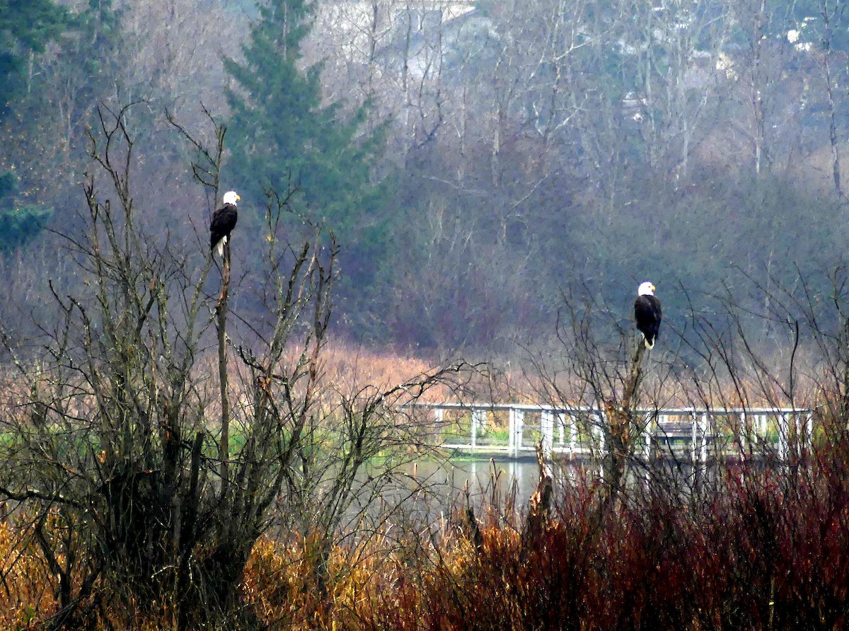 Pygargue à tête blanche - ML646312616