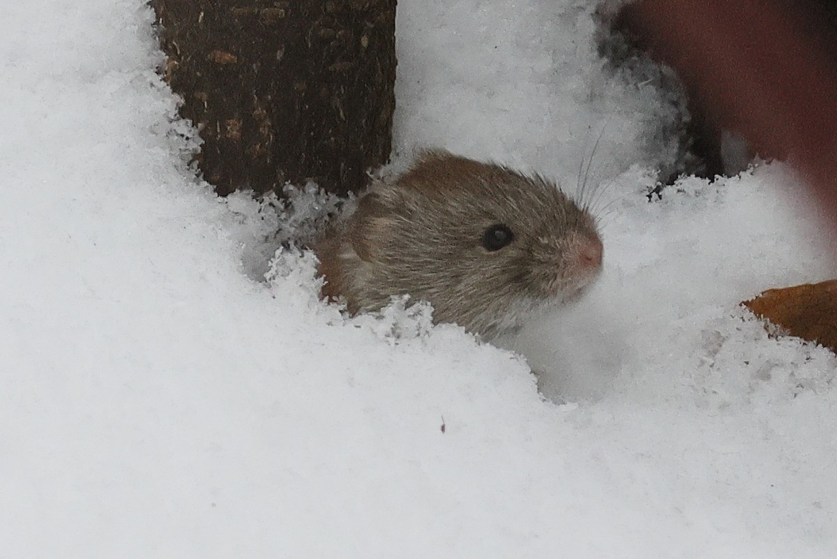 Red-backed Voles - ML646312617
