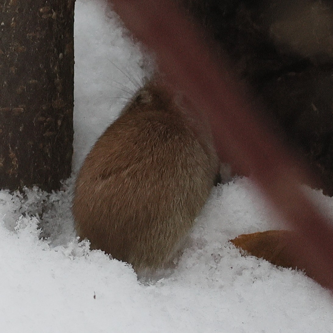 Red-backed Voles - ML646312618