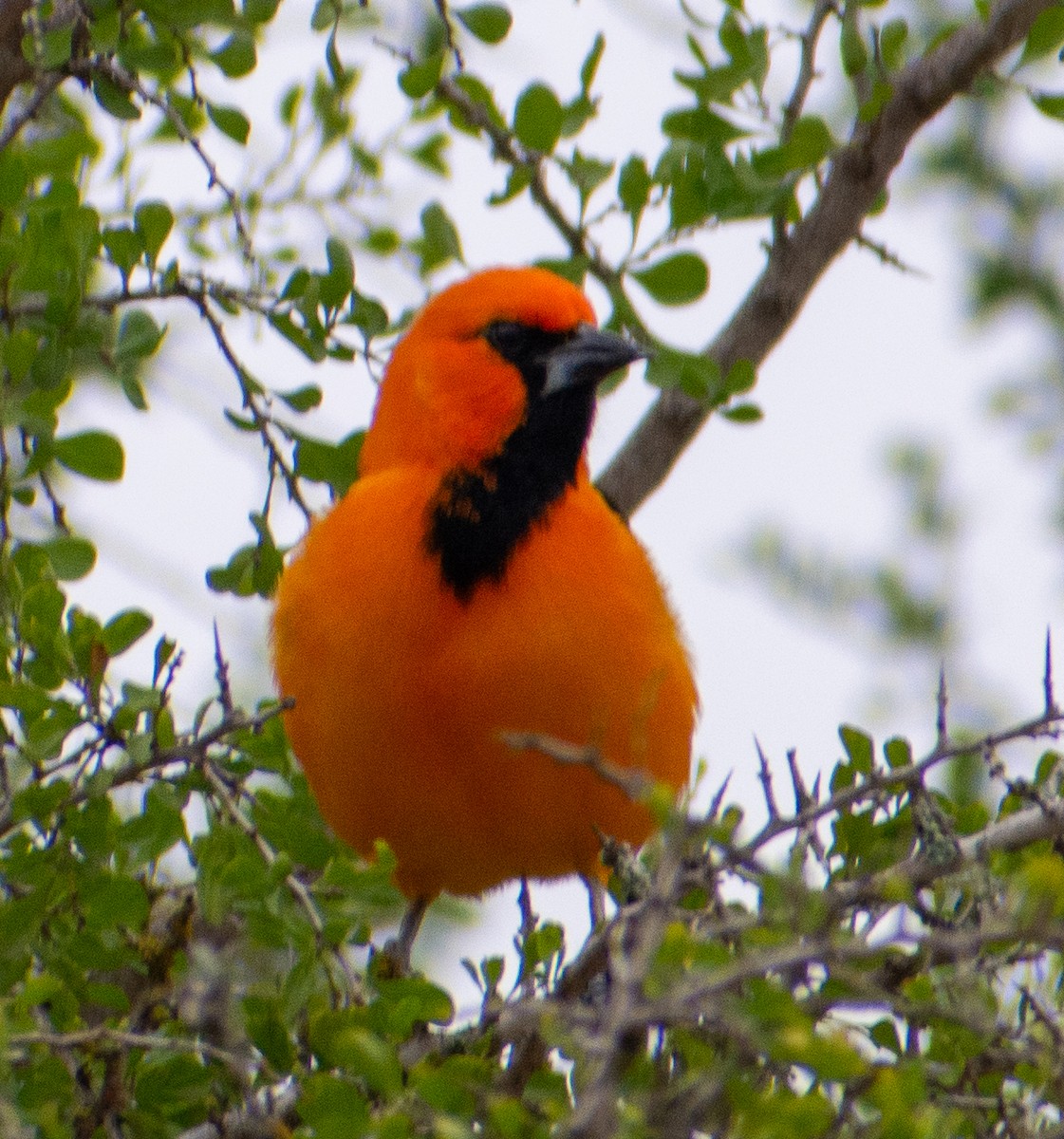 Altamira Oriole - ML646312619