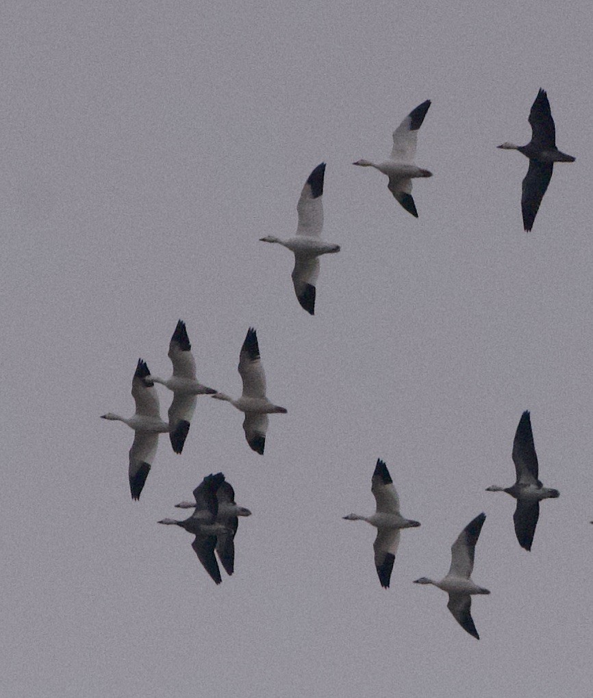 Ánsar Nival - ML646312620