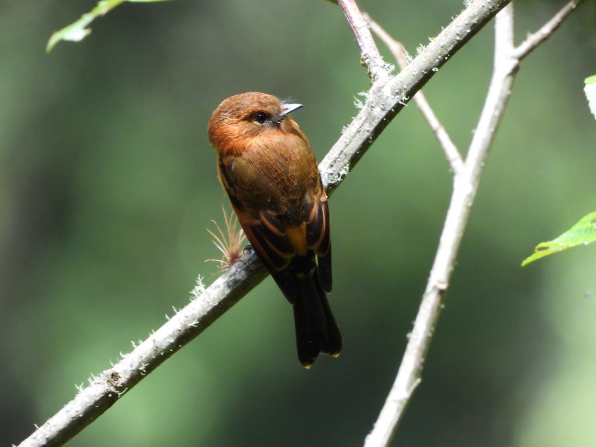 Cinnamon Flycatcher - ML646312622