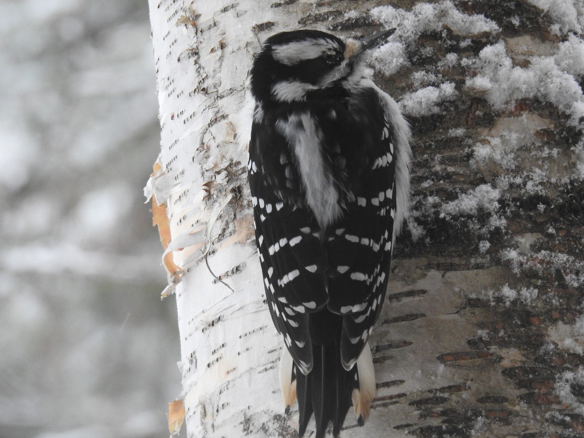 Hairy Woodpecker - ML646312623