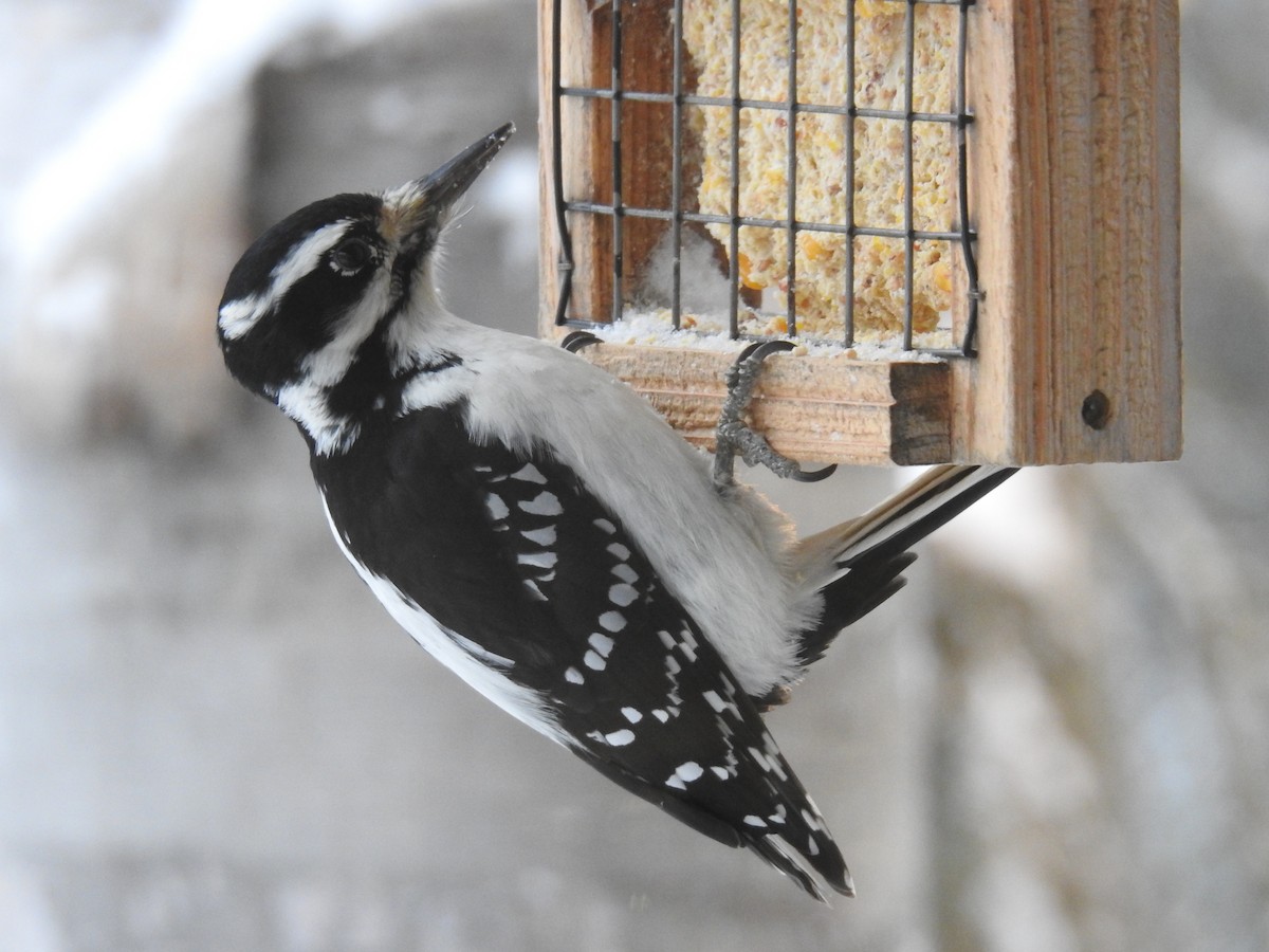 Hairy Woodpecker - ML646312624