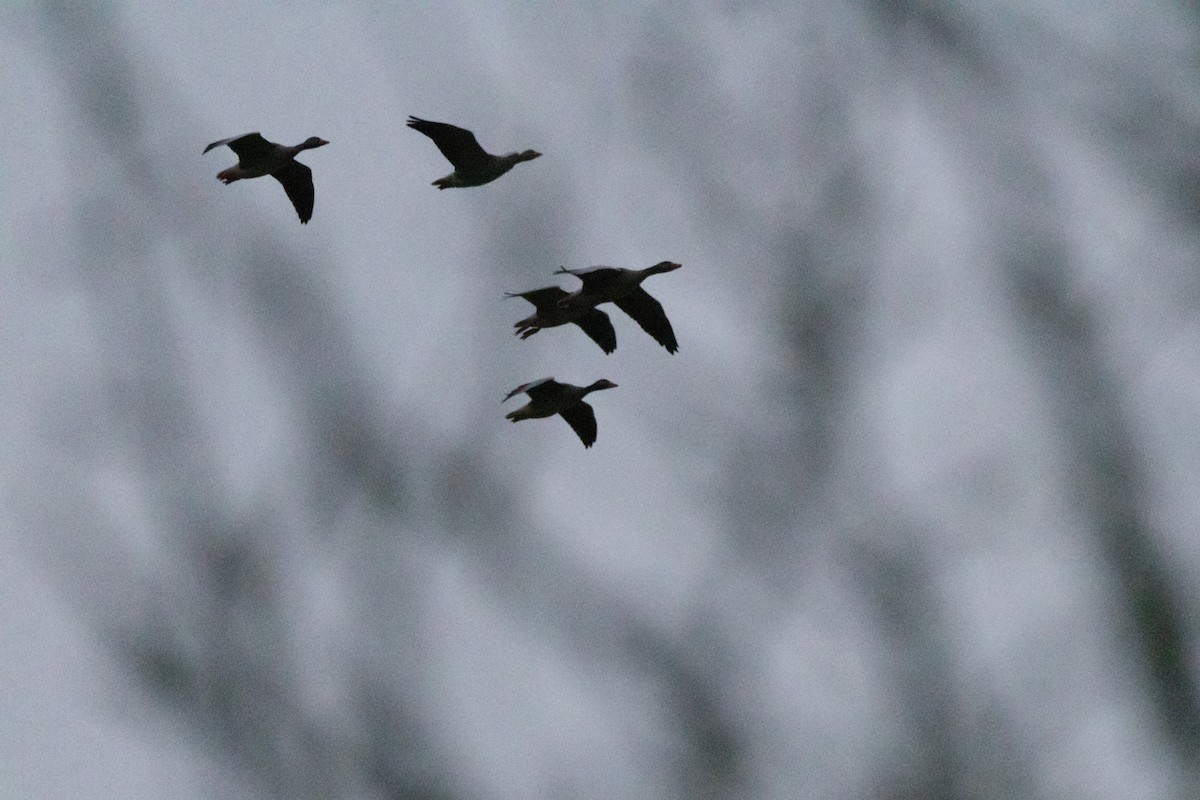 Antzara hankagorrizta - ML646312625