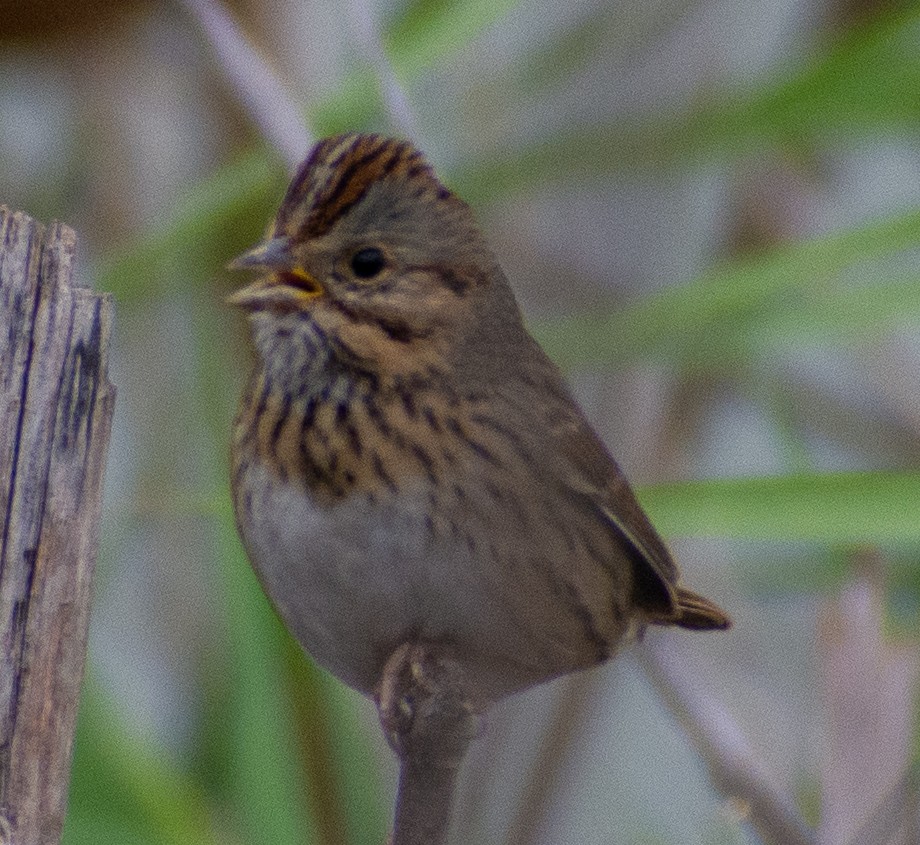 Lincoln's Sparrow - ML646312635