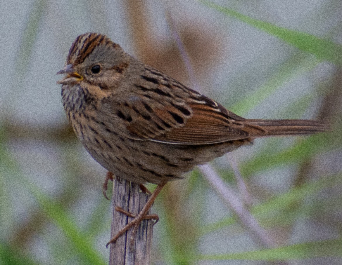 Lincoln's Sparrow - ML646312638