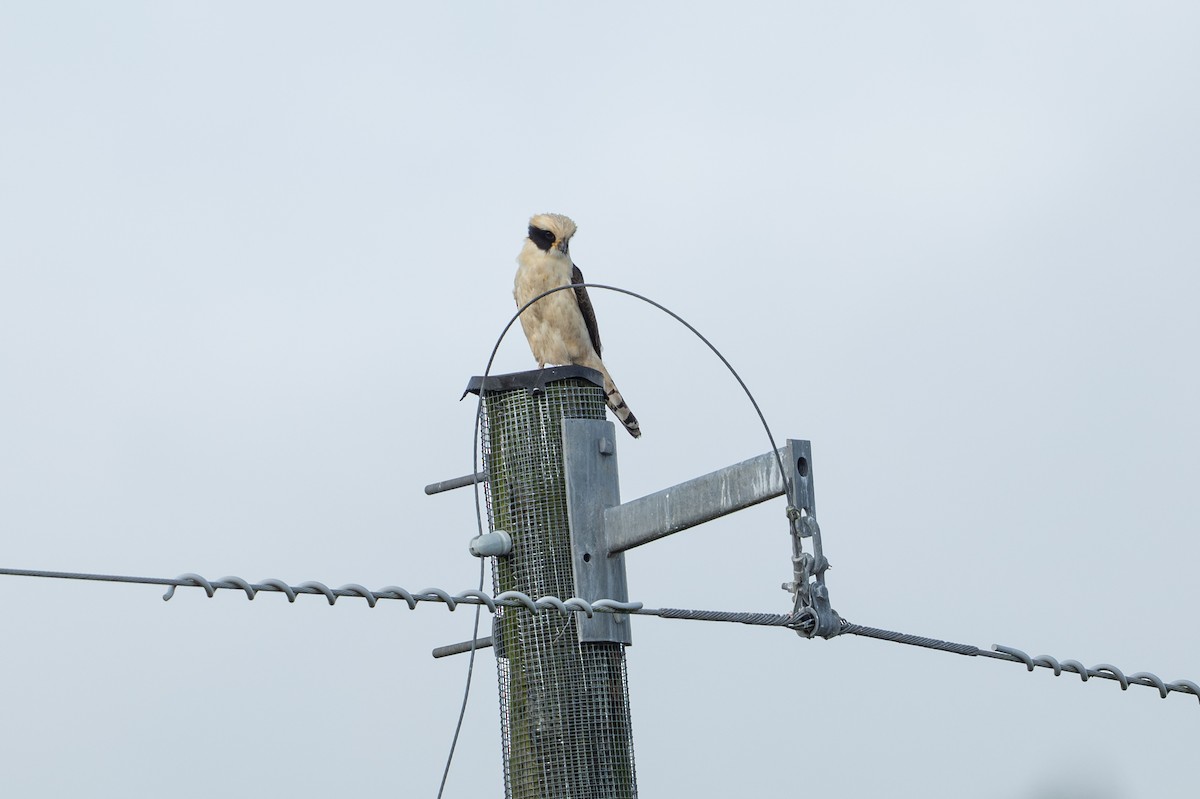 Laughing Falcon - ML646312639
