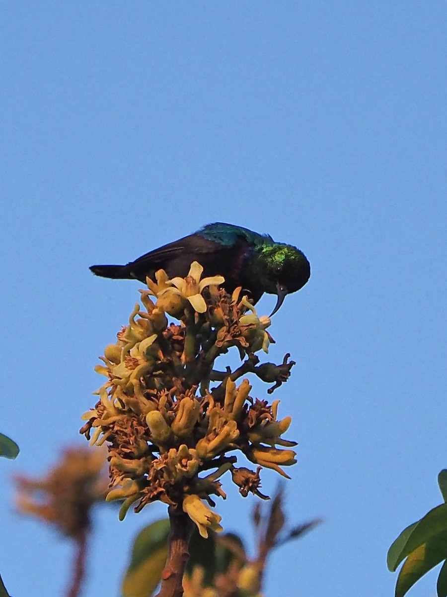 Marico Sunbird - ML646312640