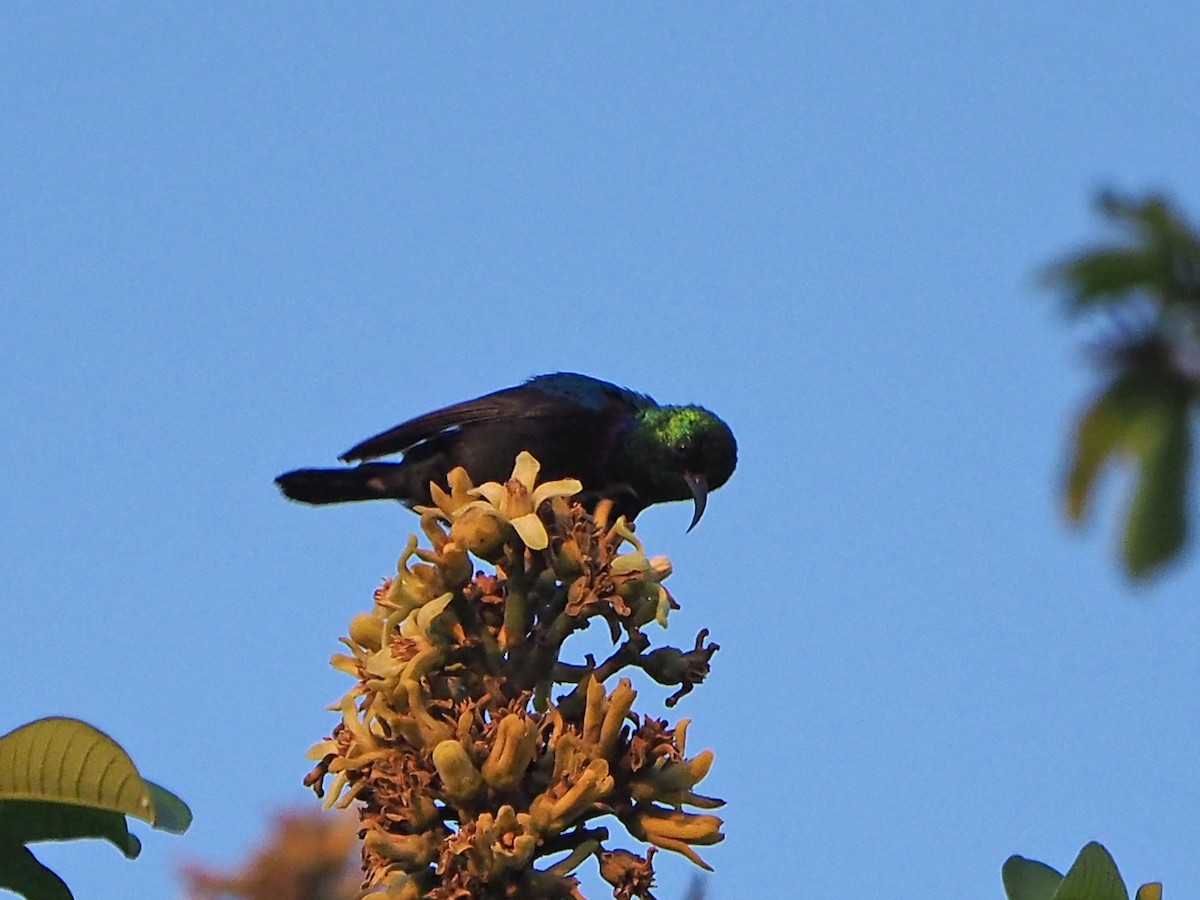 Marico Sunbird - ML646312641