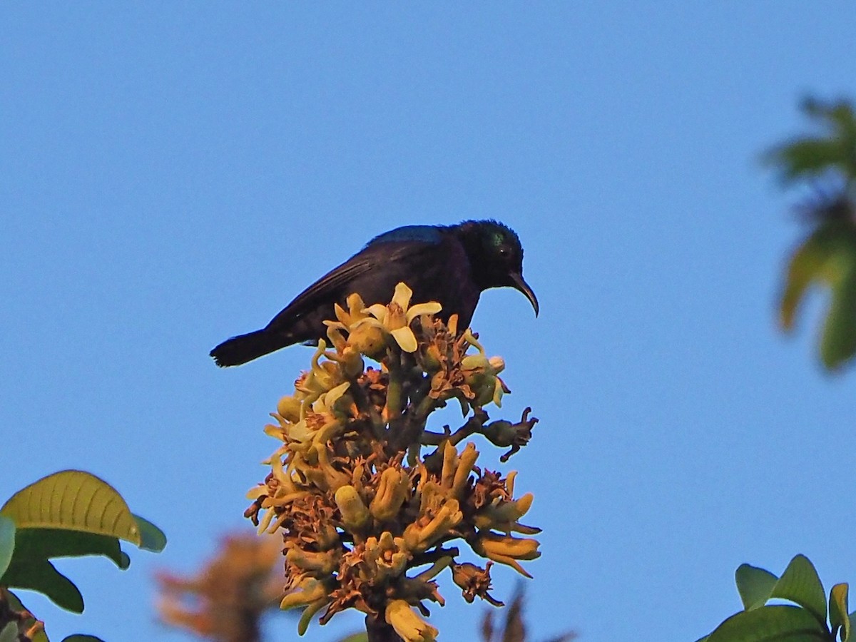 Marico Sunbird - ML646312642