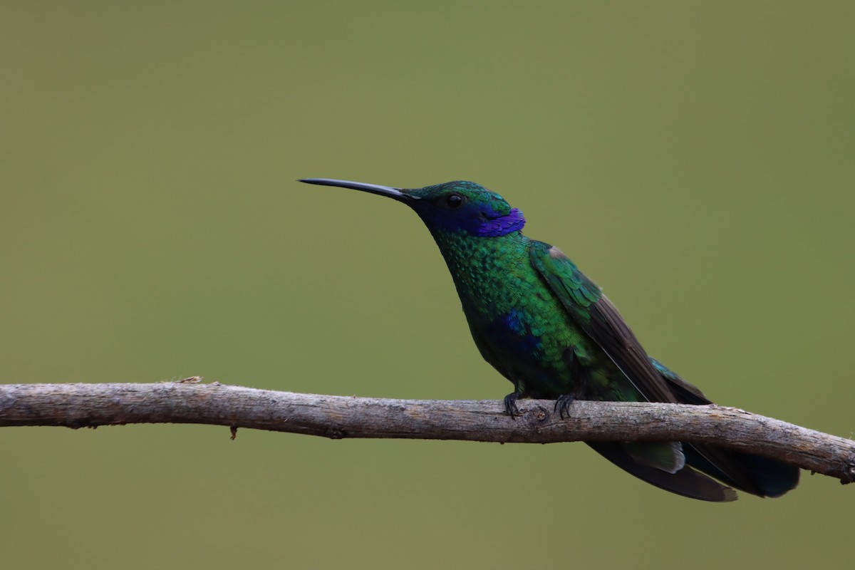 Sparkling Violetear - ML646312644