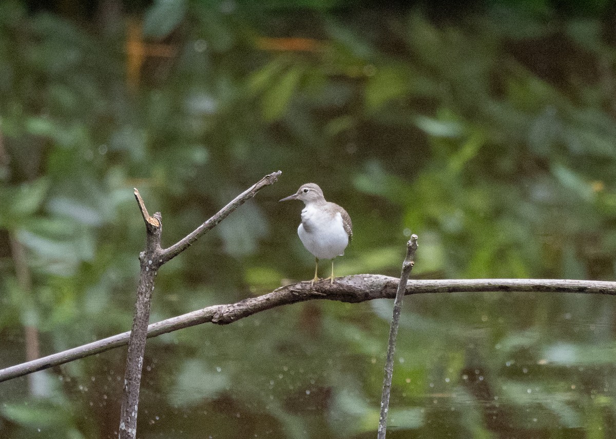 Spotted Sandpiper - ML646312645