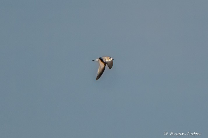 Little Gull - ML646312646