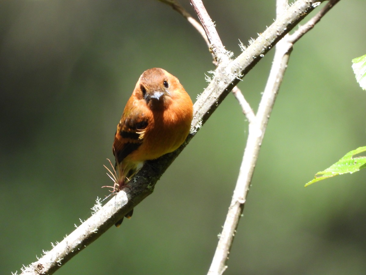 Cinnamon Flycatcher - ML646312647