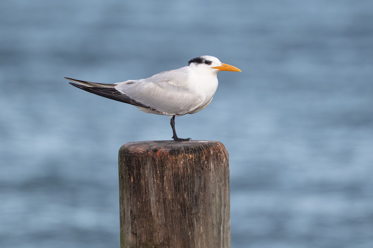 Royal Tern - ML646312648