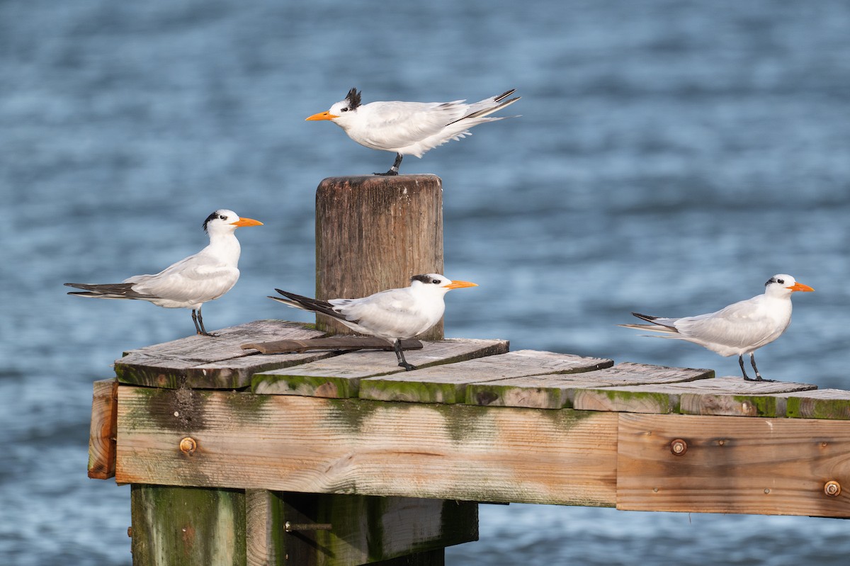 Royal Tern - ML646312649