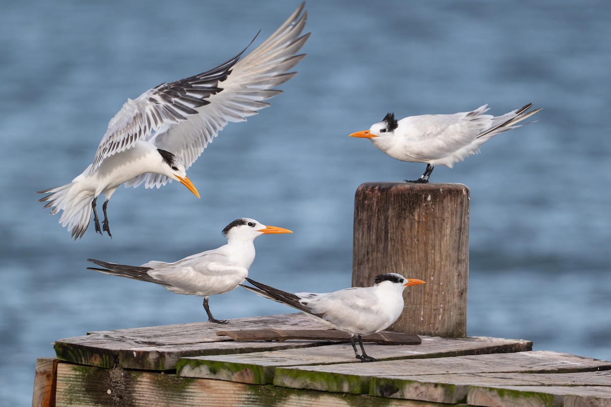 Royal Tern - ML646312650