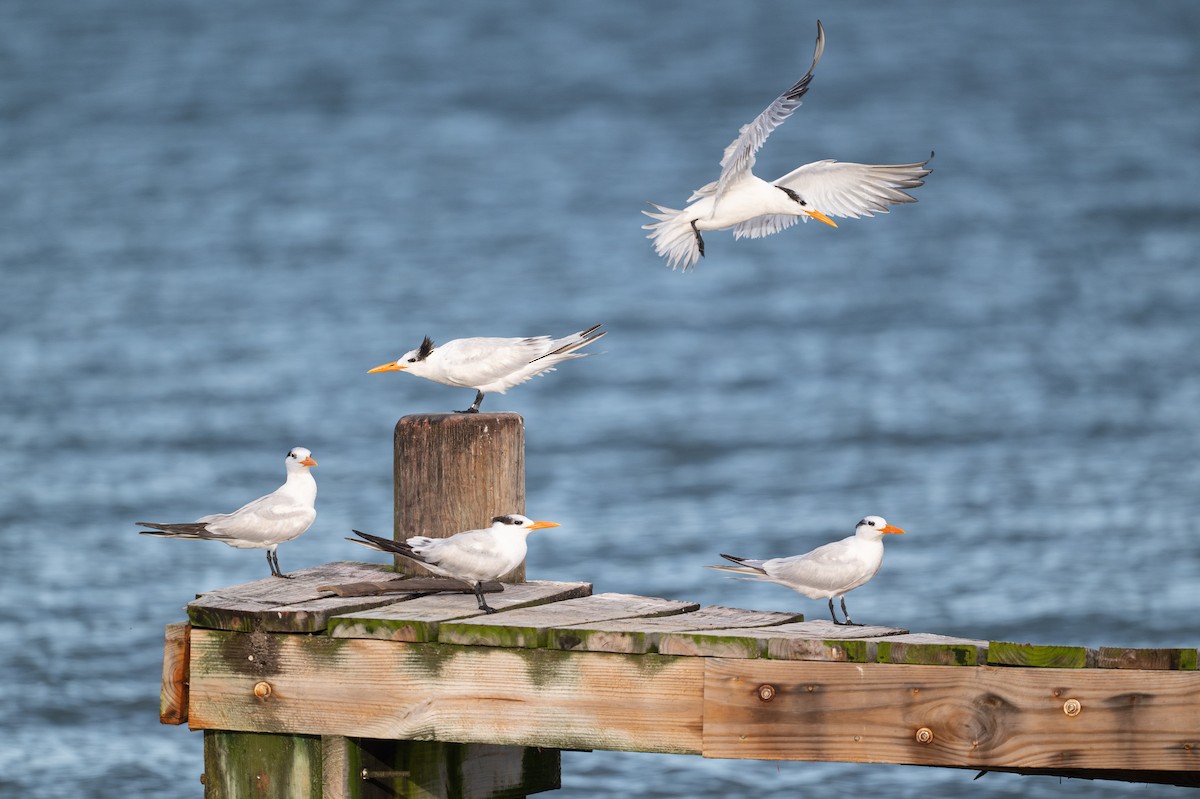 Royal Tern - ML646312651