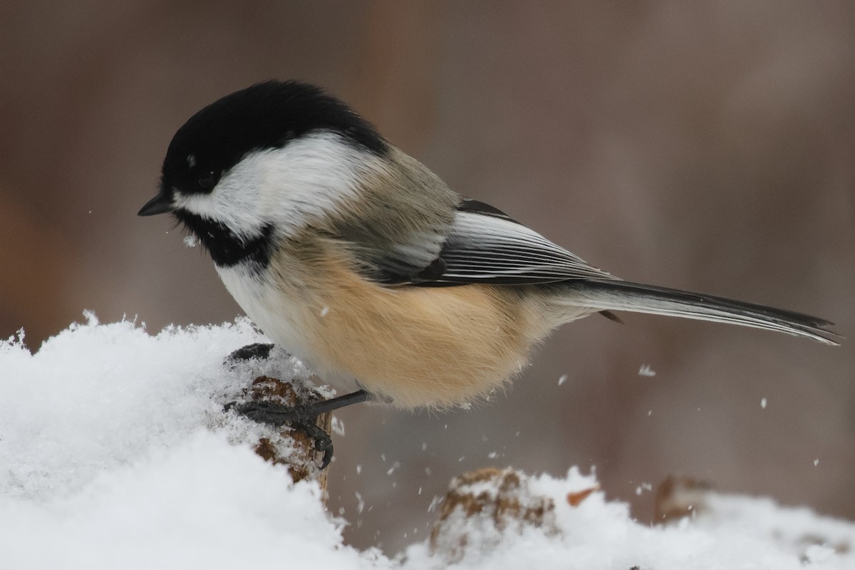 Black-capped Chickadee - ML646312652