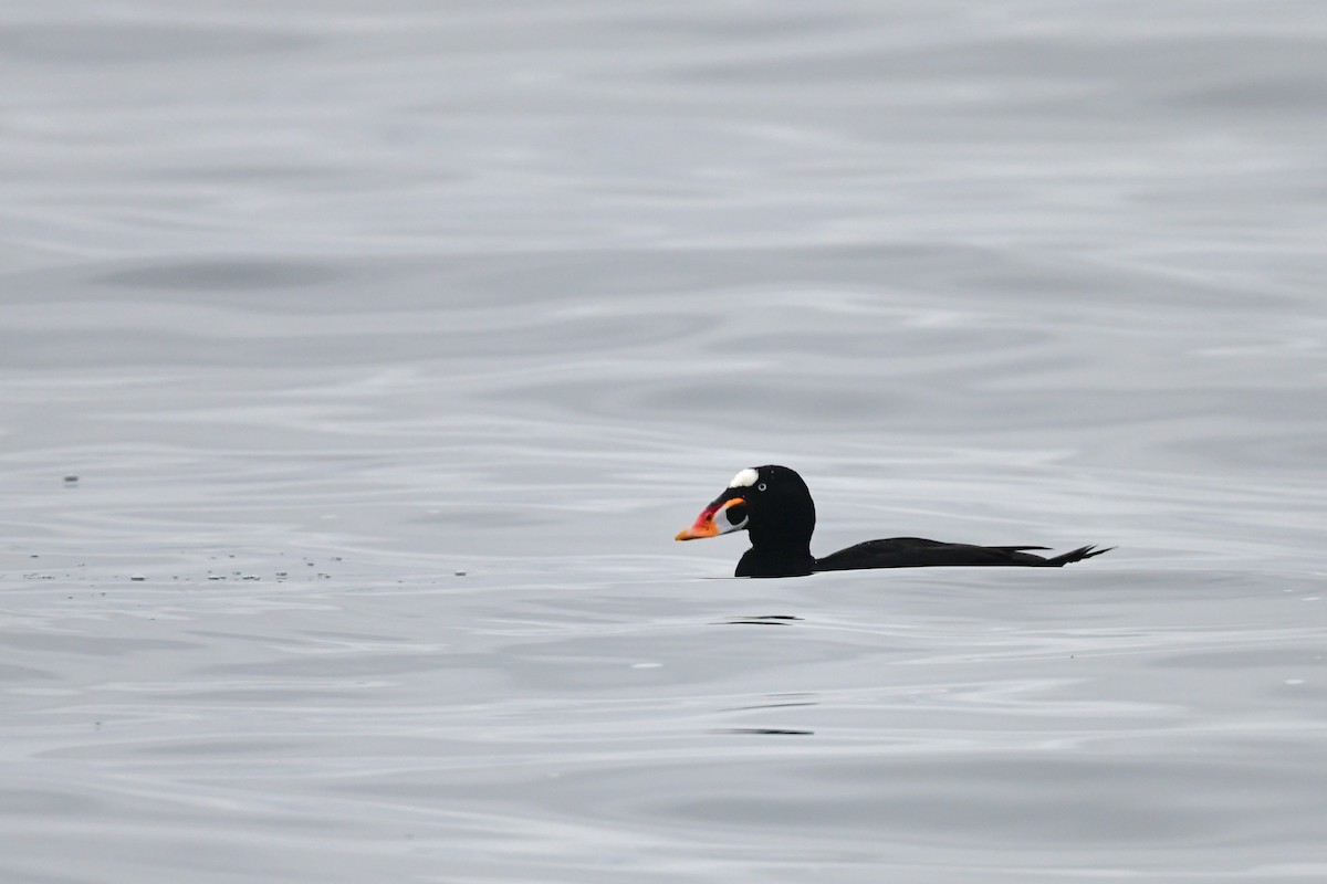 Surf Scoter - ML646312653