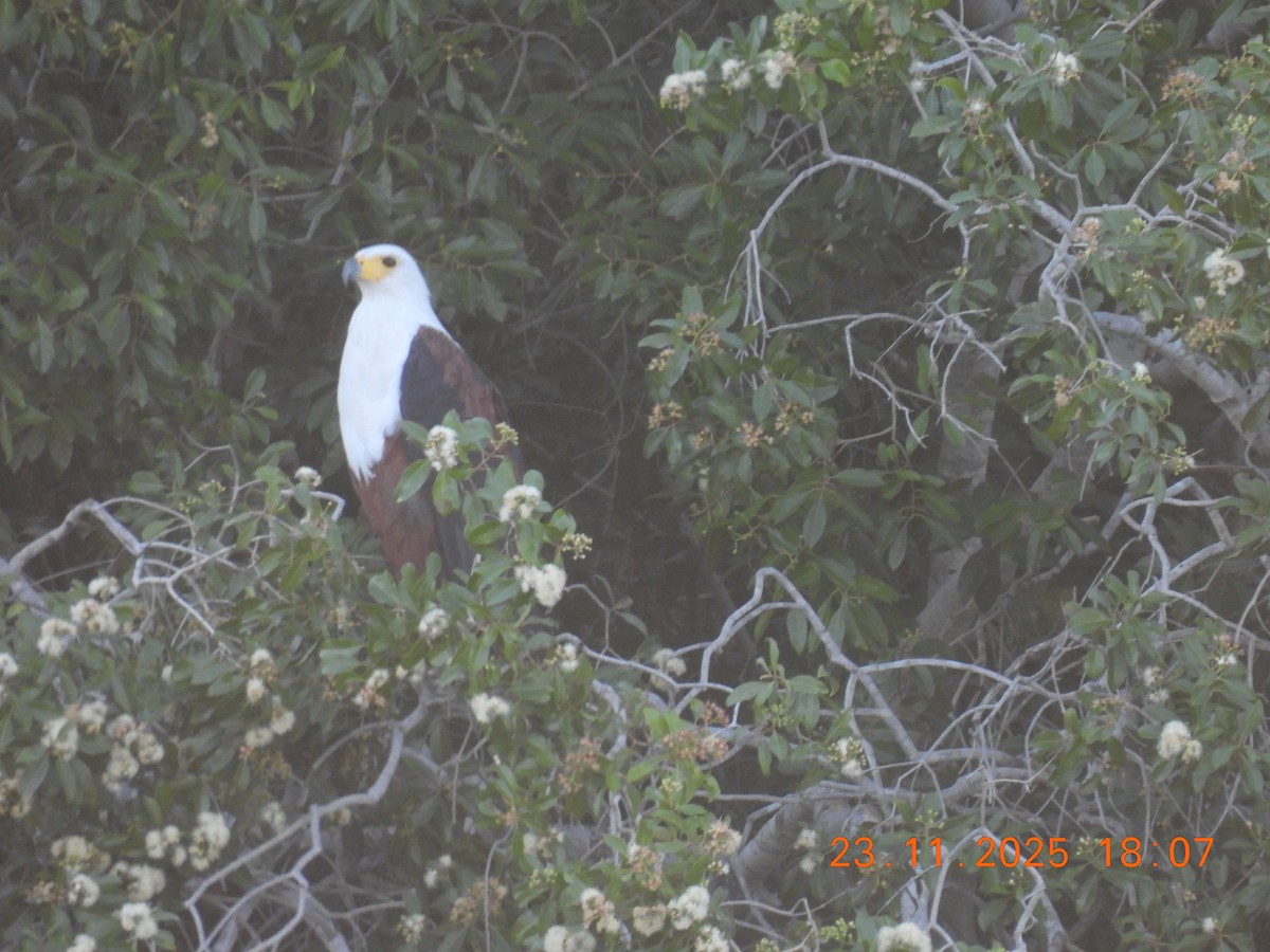 African Fish-Eagle - ML646312654