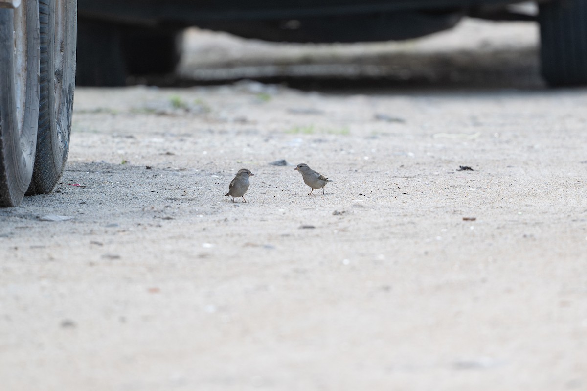 Gorrión Común - ML646312656