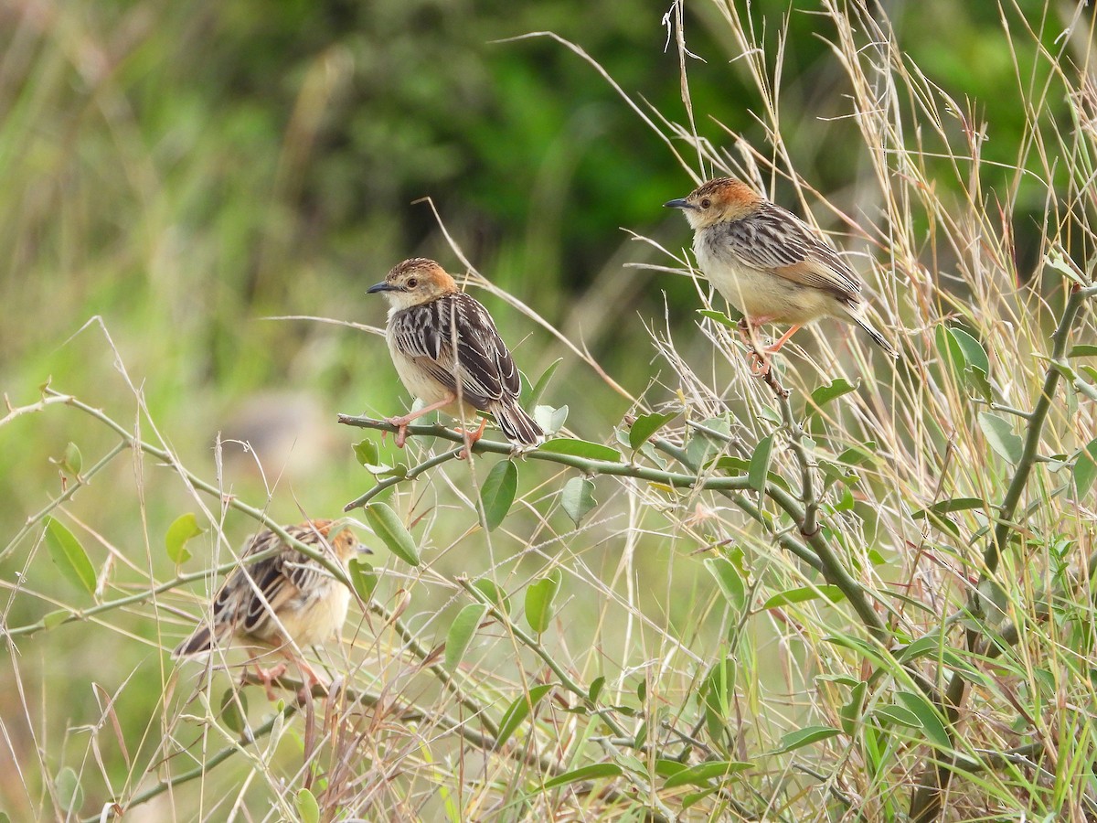 Stout Cisticola - ML646312657
